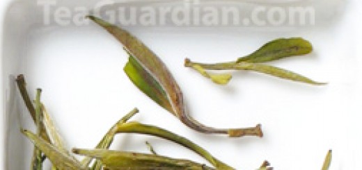 Huangshan Maofeng, green tea