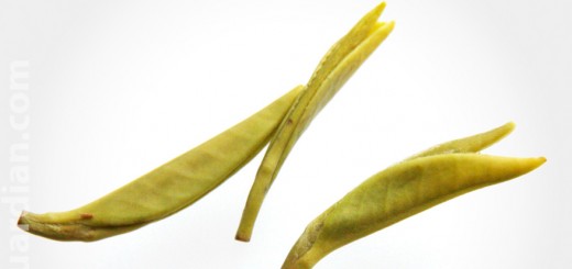 Infused leaves of Shihua green tea