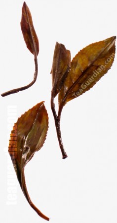 Infused leaves of Red Plum Classic