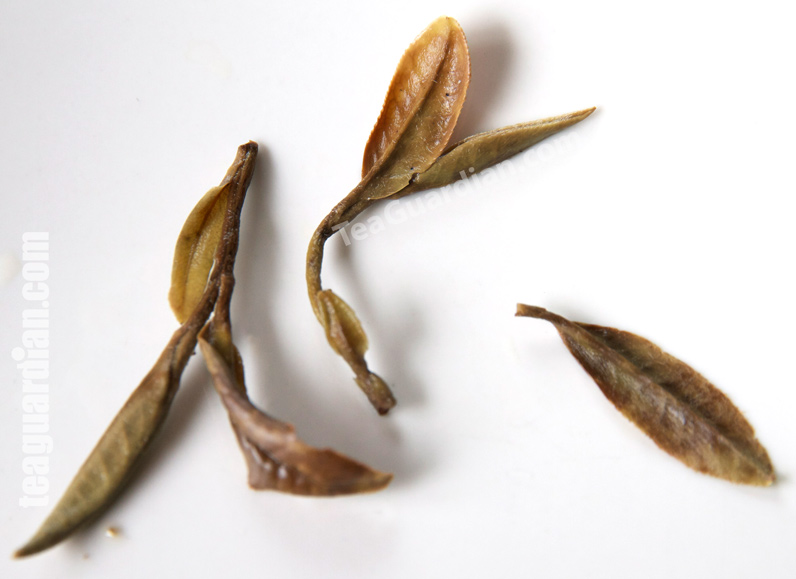 infused leaves of white peony (bai mudan)