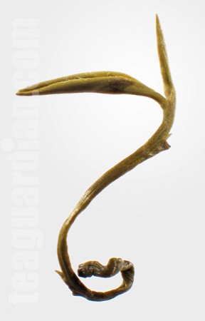 An infused leaf of jasmine Silver Pearl