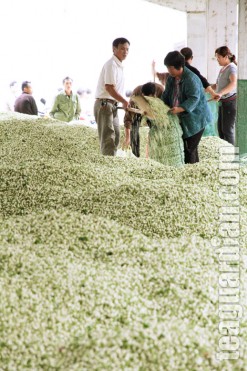 Mounts of jasmine flowers in the jasmine market in Hangxian, Gua