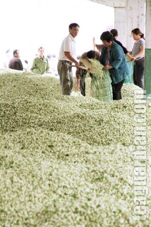 Mounts of jasmine flowers in the jasmine market in Hangxian, Gua