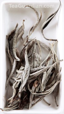Laos wild tea maocha that looks like a big, curly Silver Needle white tea