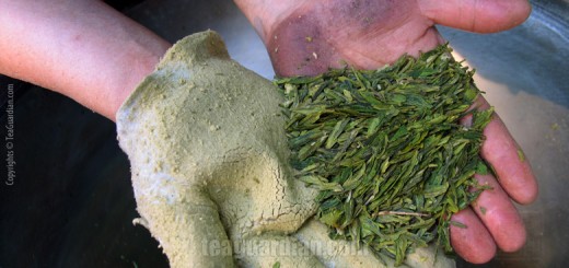 Hand showing longjing just roasted from the wok