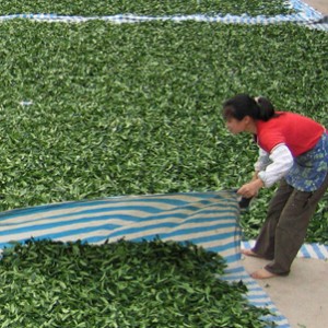 Sunning tea leaves in Yunnan