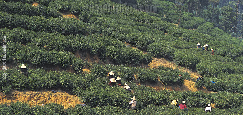 Green Tea Garden in Meijiawu, Hangzhou