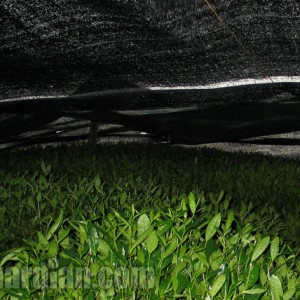 Ooishita: Shaded Growth in Gyokuro Production