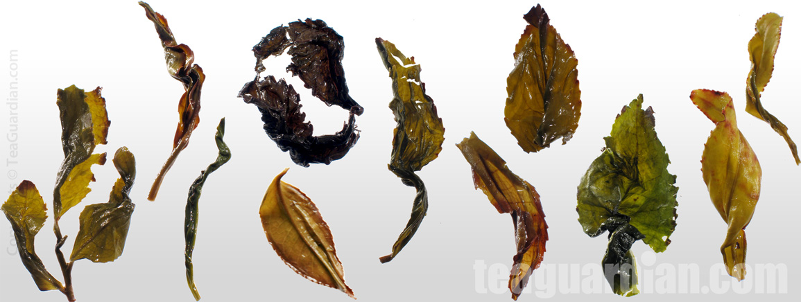 The infused leaves of a few different oolongs