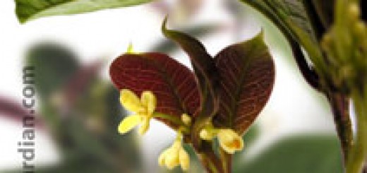 Flowers of Osmanthus