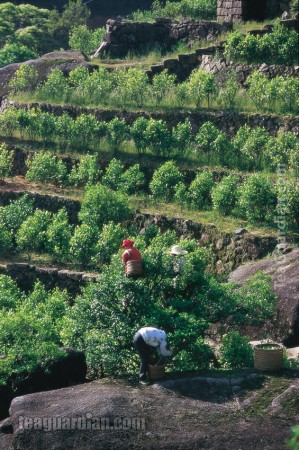 Tea tree on the rock