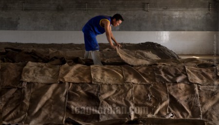 Worker covering a pile of tealeaves for undergoing post-fermenta