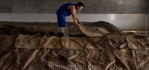 Worker covering a pile of tealeaves for undergoing post-fermenta