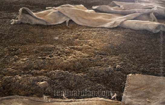 Microbe growth during piled post fermentation in pu'er tea produ