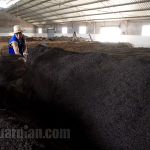 "trenching" during post fermentation in Puer tea production