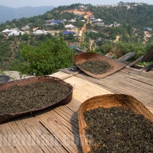 Sun-drying tea in Yunnan for maocha production