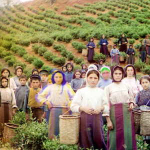 Tea gatherers in Russia