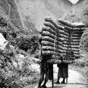 tea porters on rough terrain road