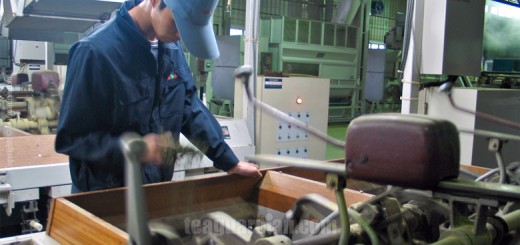 Workman checking evenness of twist-forming of the steamed tealea