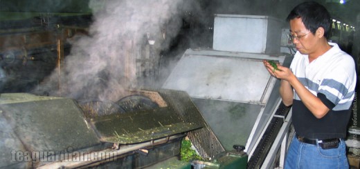 Green tea production: steaming