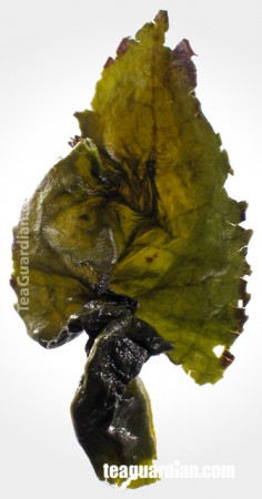 An infused leaf of tieguanyin
