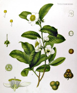 Camellia sinensis