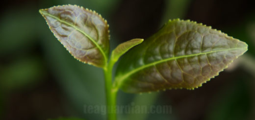 Closeup of the young leaves of the original Tieguanyin cultivar