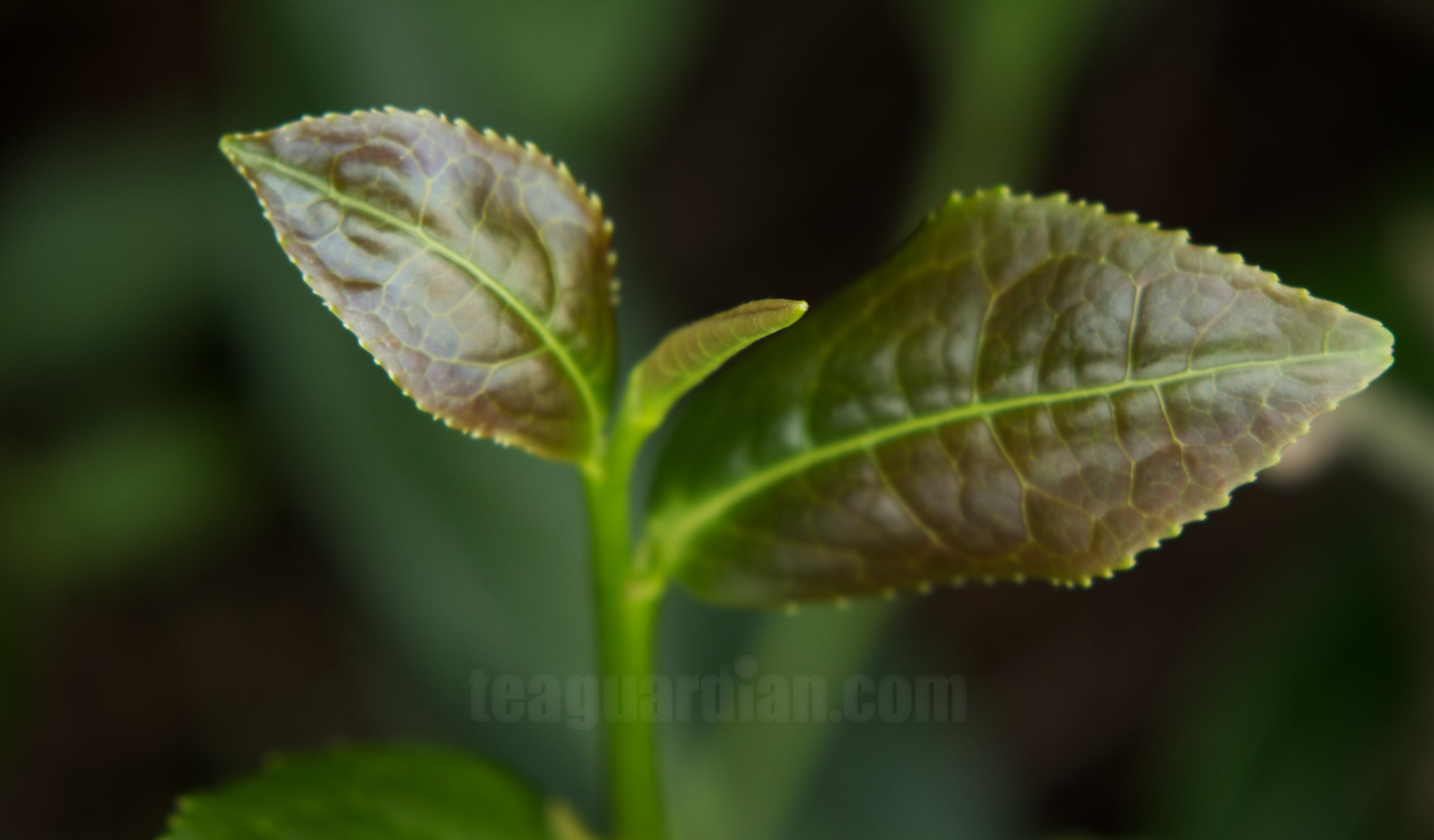 Closeup of the young leaves of the original Tieguanyin cultivar
