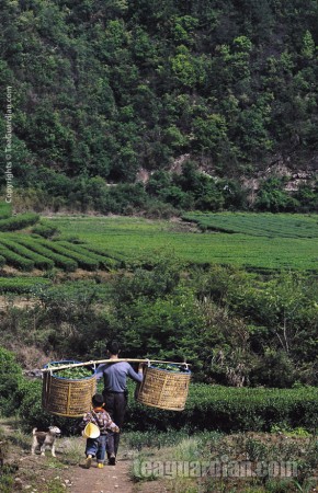 Father and son in the tea field
