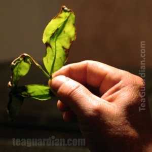 Edge of the leaf bruised and oxidized