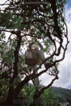 Girl plucking leaves on an old tea tree