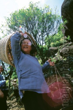 Tea plucker lady off to work