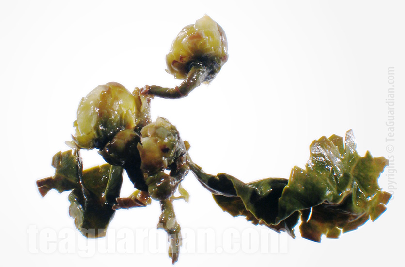 Infused tieguanyin leaf with flower buds