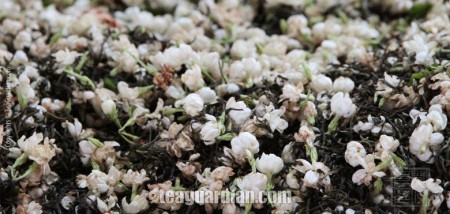 Jasmine flowers used in scenting