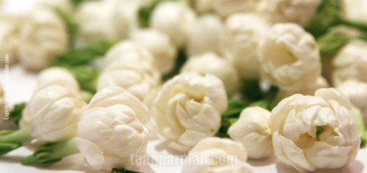 Jasmine flowers