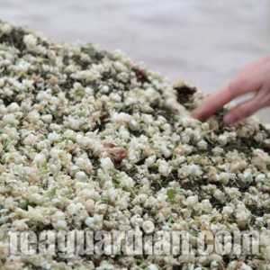 Jasmine scenting pile