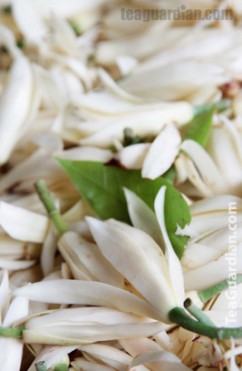 Bailan, or Michelia alba