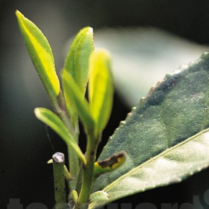 Longjing Changye, one of the major cultivars used in Longjing pr