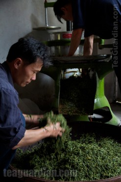 Farmer loosening the twisted leaves for the next step: baking