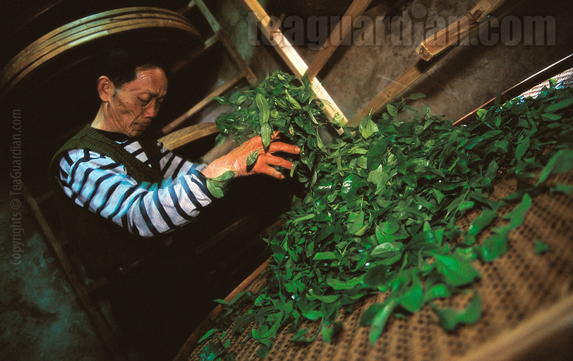 Tea master "messaging" tealeaves through the night