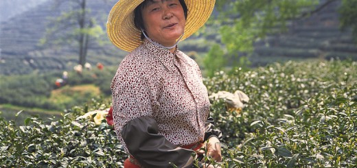 Tea Plucker from Jiangsu in Meijiawu