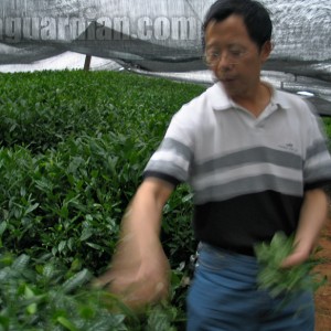 O'oshita ( shaded growth ) in Japanese green tea cultivation