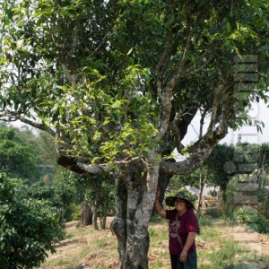 Old production tea tree, Pasha, Xishuangbana