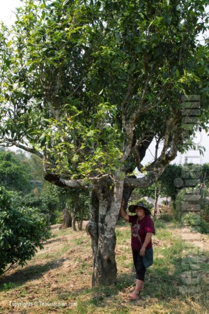Old production tea tree, Pasha, Xishuangbana