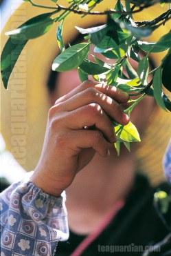 Plucking for Phoenix oolong