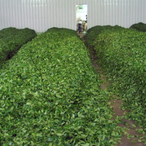 Leaves in rows, two, three feet high