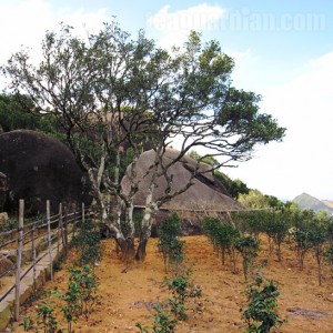 The 700 yrs old Song cultivar and its "off-springs"