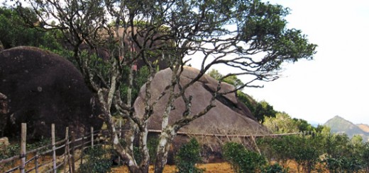 The 700 yrs old Song cultivar and its "off-springs"