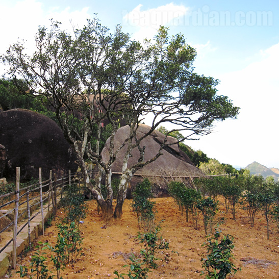 The 700 yrs old Song cultivar and its "off-springs"