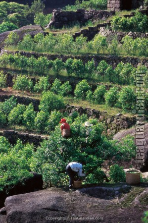 Old producing tea tree and its "off-springs"